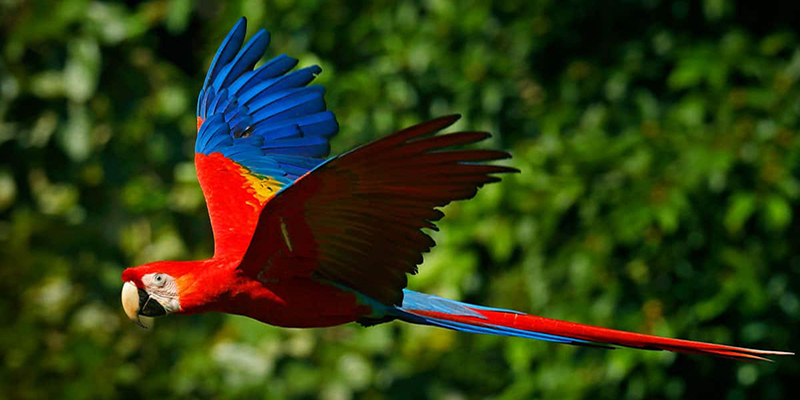 beautiful-scarlet-macaw-flying